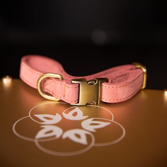 Leela Quantum H.E.A.L.® Leather Collar for Dogs